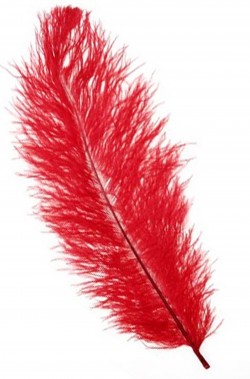 Piuma di struzzo Rossa