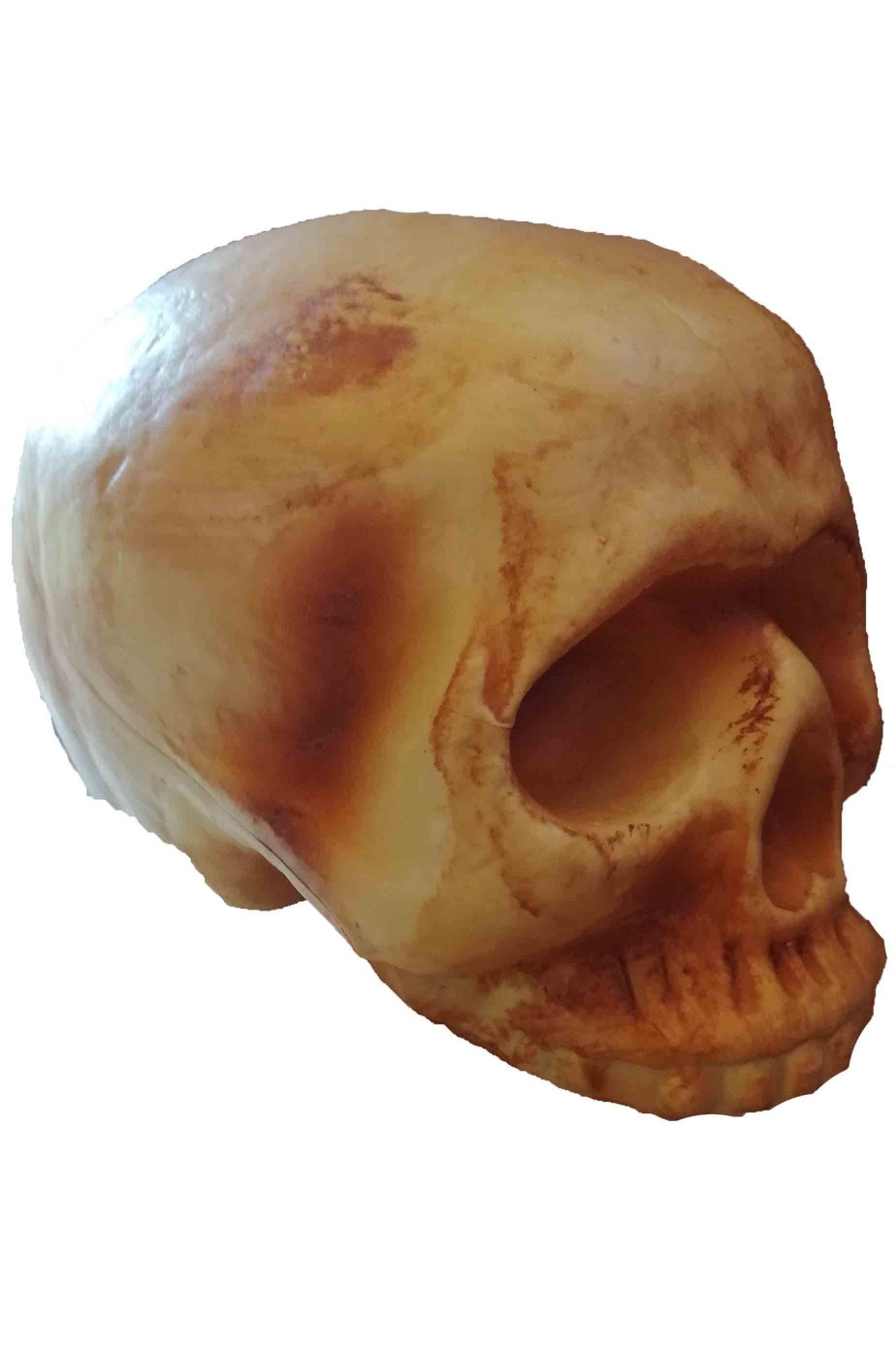 Teschio in plastica dimensione naturale 19x14cm senza mandibola Teschio in plastica dimensione naturale 19x14cm senza mandibola