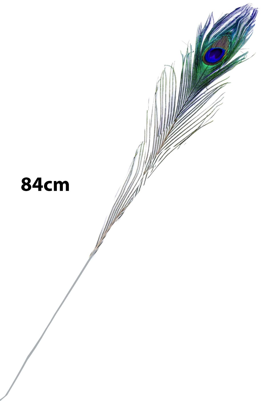 Piuma di pavone vera lunga ben 84cm
