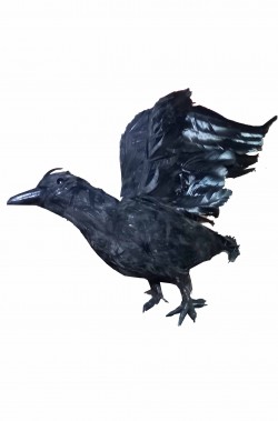 corvo finto nero di piume con ali alte